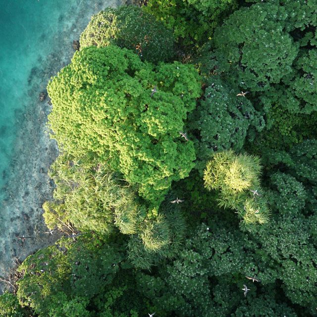 Aerial view of a forest on the edge of a body of water.