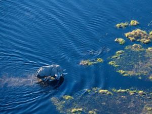 Aerial view of an elephant walking through a floodplain