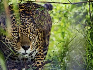 Photo of a jaguar looking out from the brush.