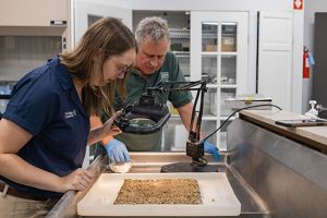 A mand and woman examine a tile coverd in baby oysters and other marine debris with a magnifier in a lab.