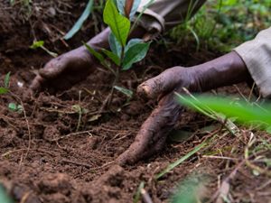 closeup of hands in soil planting a tree