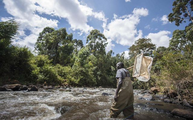 Person walking in river with a net. 