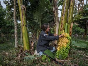 a woman crouches on the ground and looks at a bunch of bananas near a banana tree