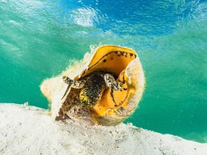 A queen conch on the ocean floor near Grand Bahama