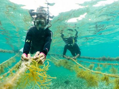 Sowing in the Seas