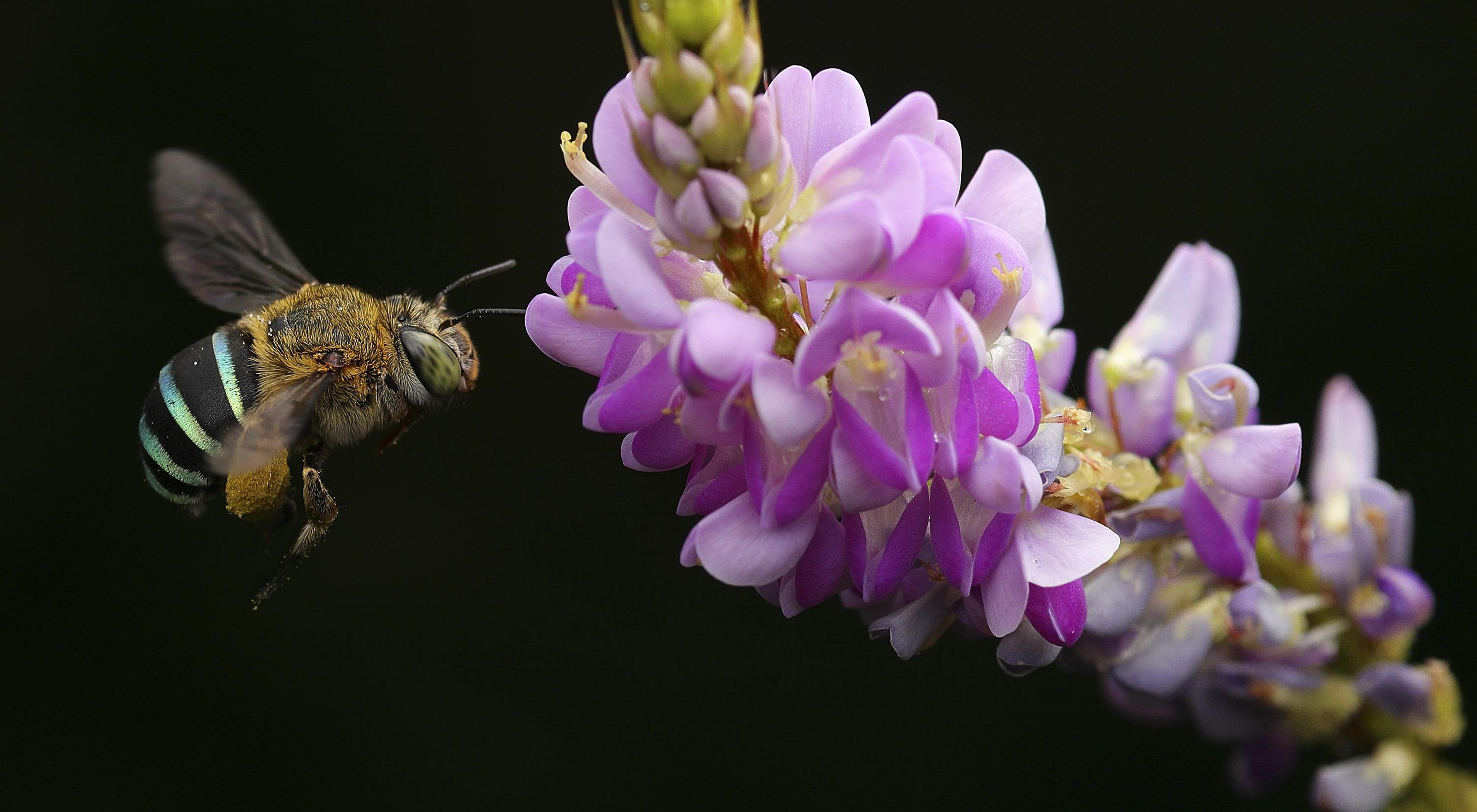 a bee flies to a pink flower against a black background