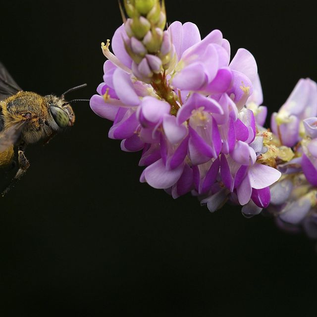 A bee visits a pink flower against a black background