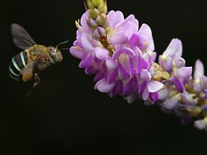 A bee visits a pink flower against a black background