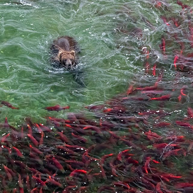 Powerful grizzly bear swimming after salmon.