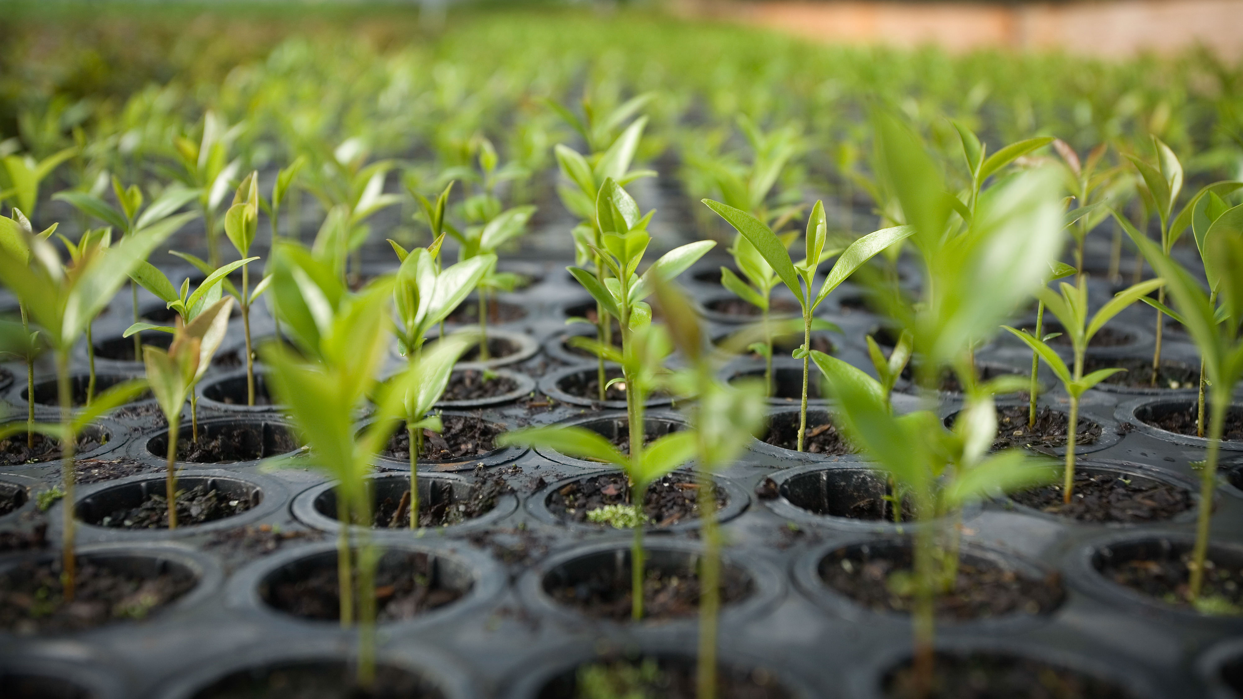 Tree saplings grow in a tree nursery.