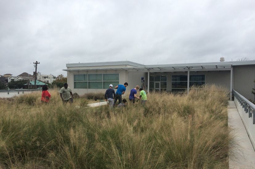 A thick blanket of prairie tallgrasses rises from the roof of a high school, as a group of several students maintains it with garden tools.