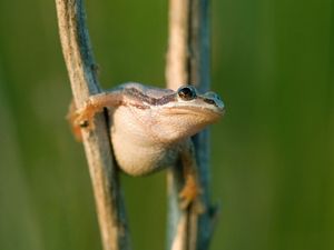 Small white-bellied chorus frog perched perched between two wetland reeds.