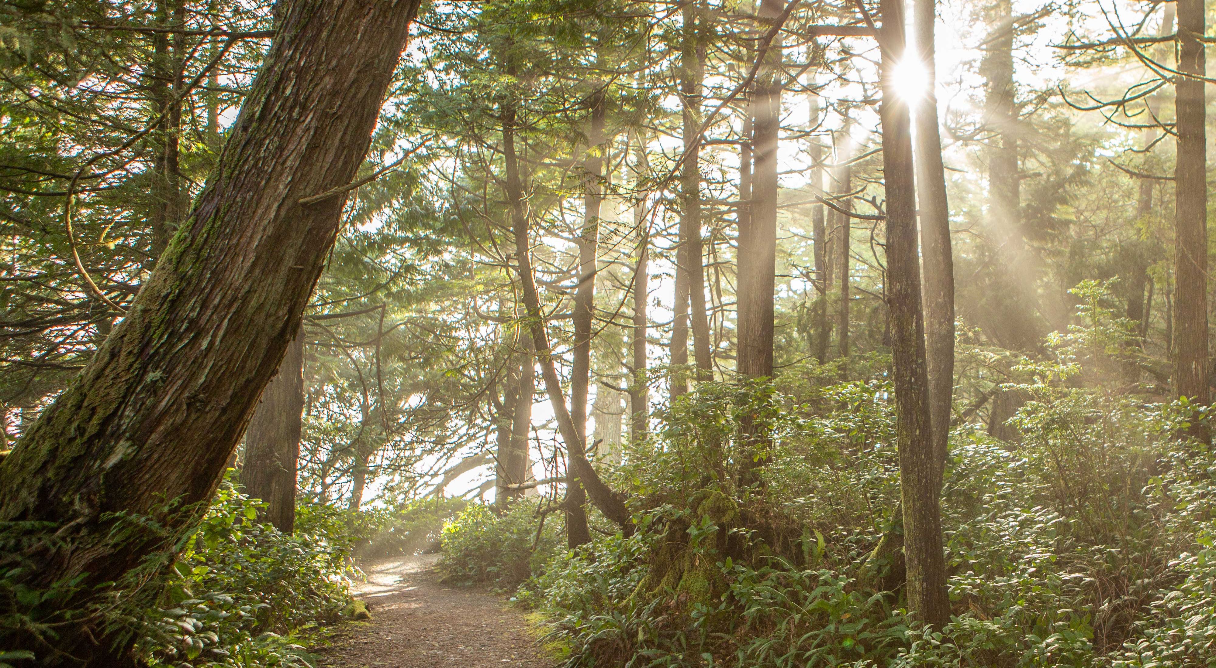 Sun showing through the trees on a forested trail.