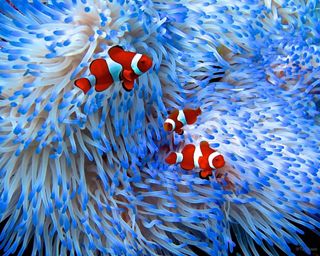 red clownfish in a blue anemone.