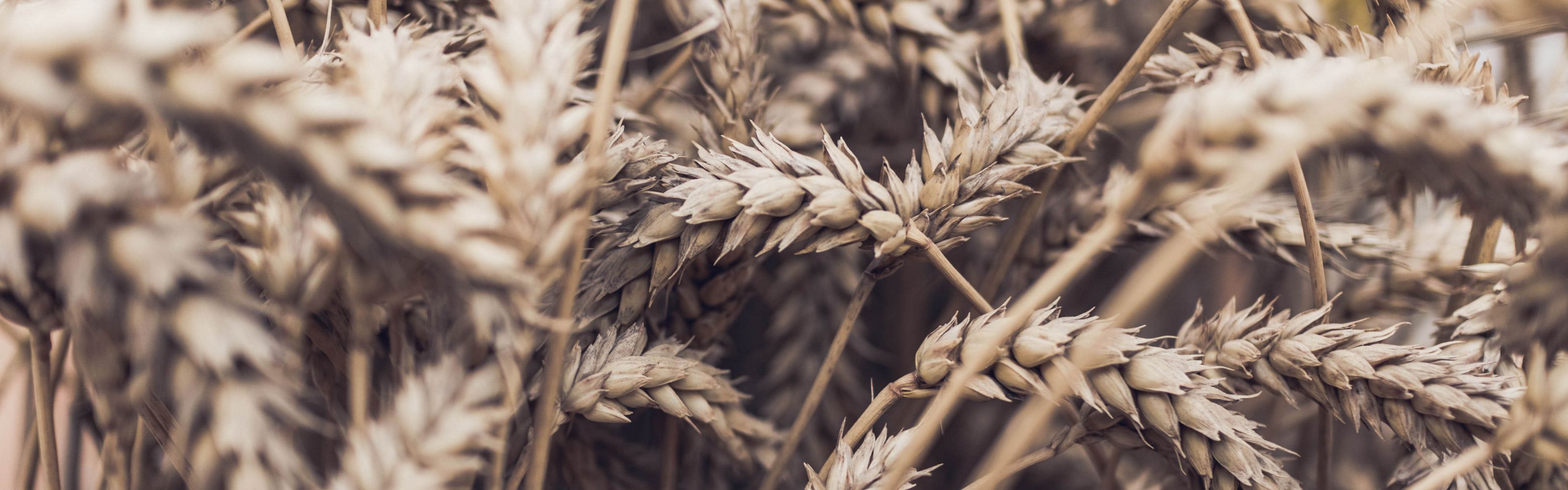 Close up view of wheat in a field