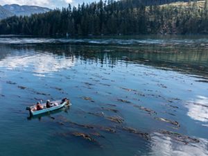 People in a boat harvesting kelp from the sea.