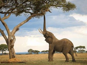 Elephant eating leaves on tree.