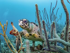 An underwater view of a sea turtle amongst coral.