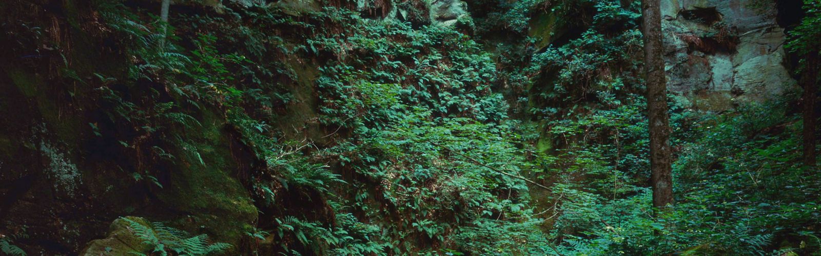 Ferns in a nature preserve.