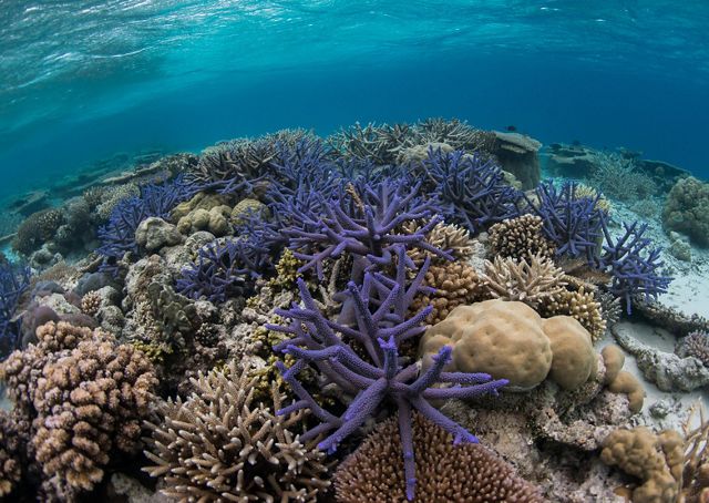 Underwater view of a coral reef in the shallow waters of Palau.