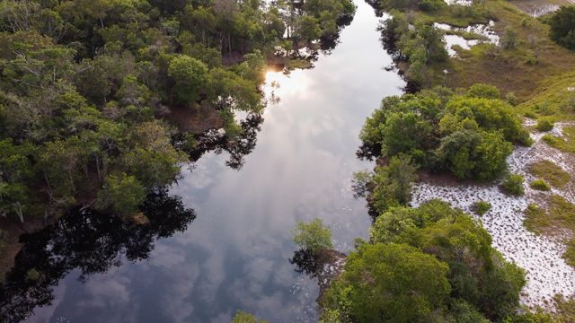 Aerial photo looking down at forest in Gabon.