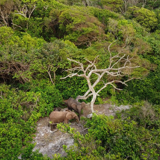 Aerial photo looking down at three elephants in the Gabon forest.