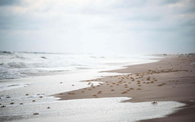 Crabs move along the shoreline at sunset.