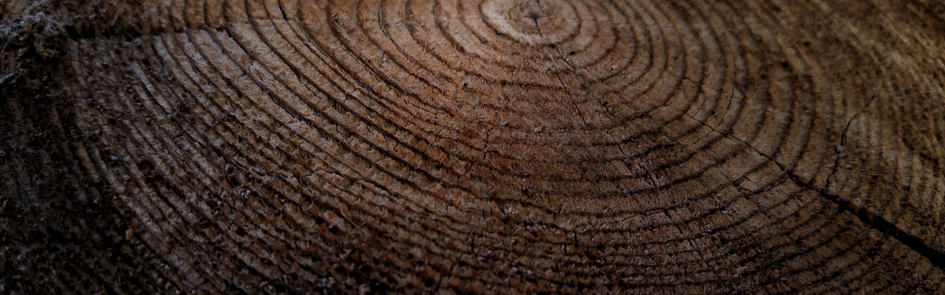 Cross Section of a Tree