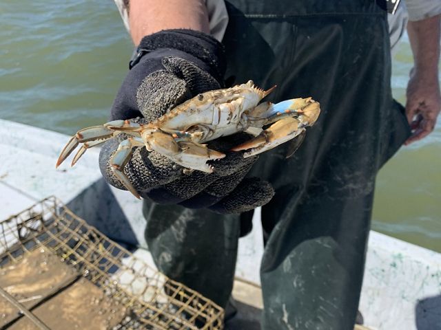 A person holds a crab on a boat near a cage used for sampling.