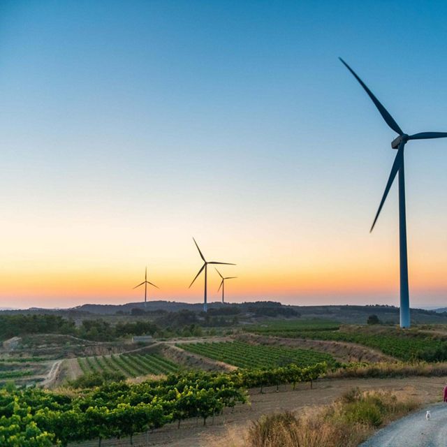 Wind turbines and vineyards at sunset