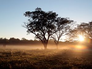 view of silhouetted trees at sunset