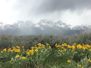 Mountain view with flowers