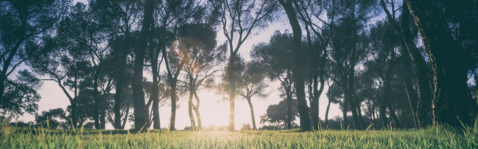 Sun shining through trees in an urban forest.