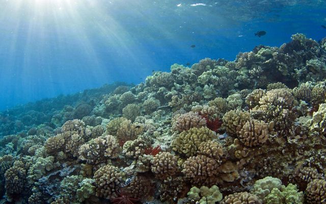 Sunlight filters through crystal clear ocean water onto a thriving coral reef.