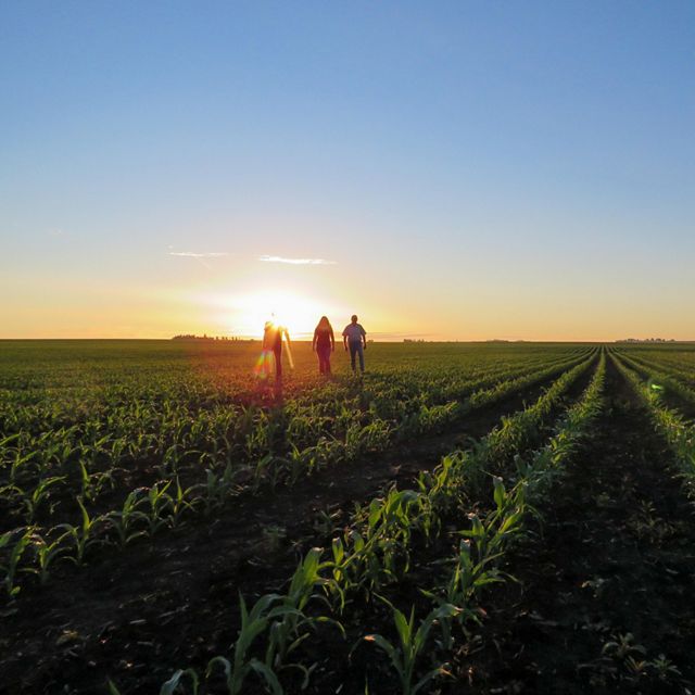 Three people walk across an agricultural field as the sun sets on the horizon.