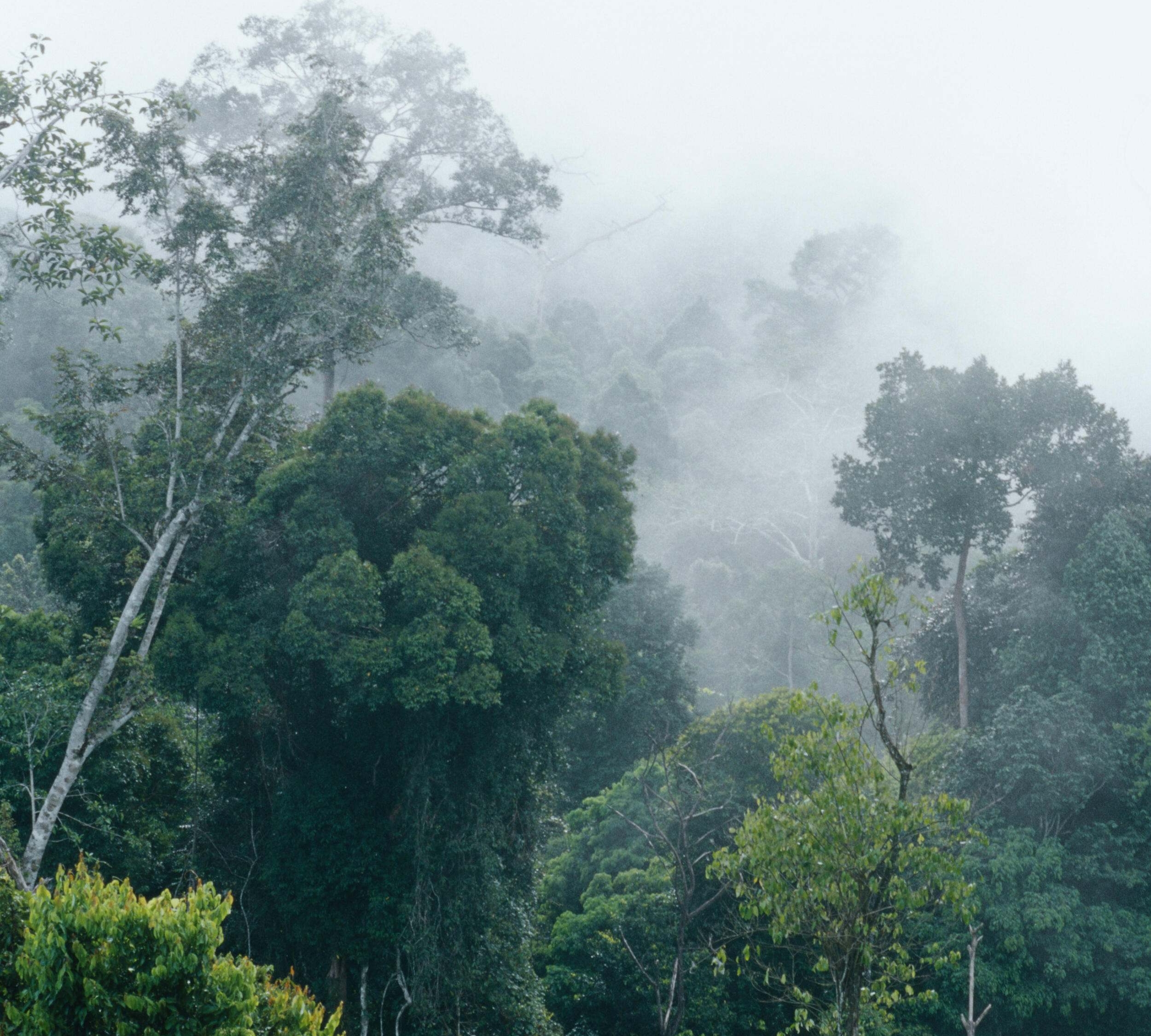 Misty forest.