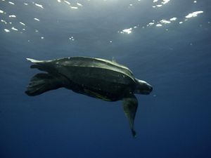 Leatherback turtle swimming in the ocean.