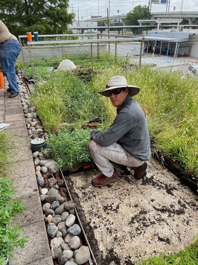 Wearing a hat and sunglasses, Jaime González kneels on a plot of soil on a green roof he is helping renovate. A highway overpass is visible in the background.