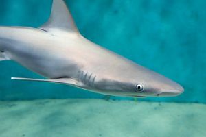 Close up of a young sandbar shark.