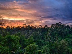 a colorful sunset over a lush tropical forest