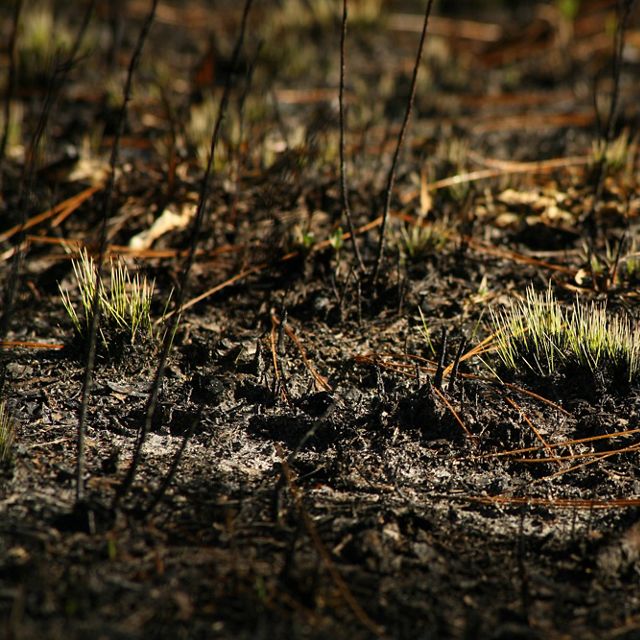 New longleaf pine growth.