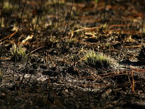 New longleaf pine growth.