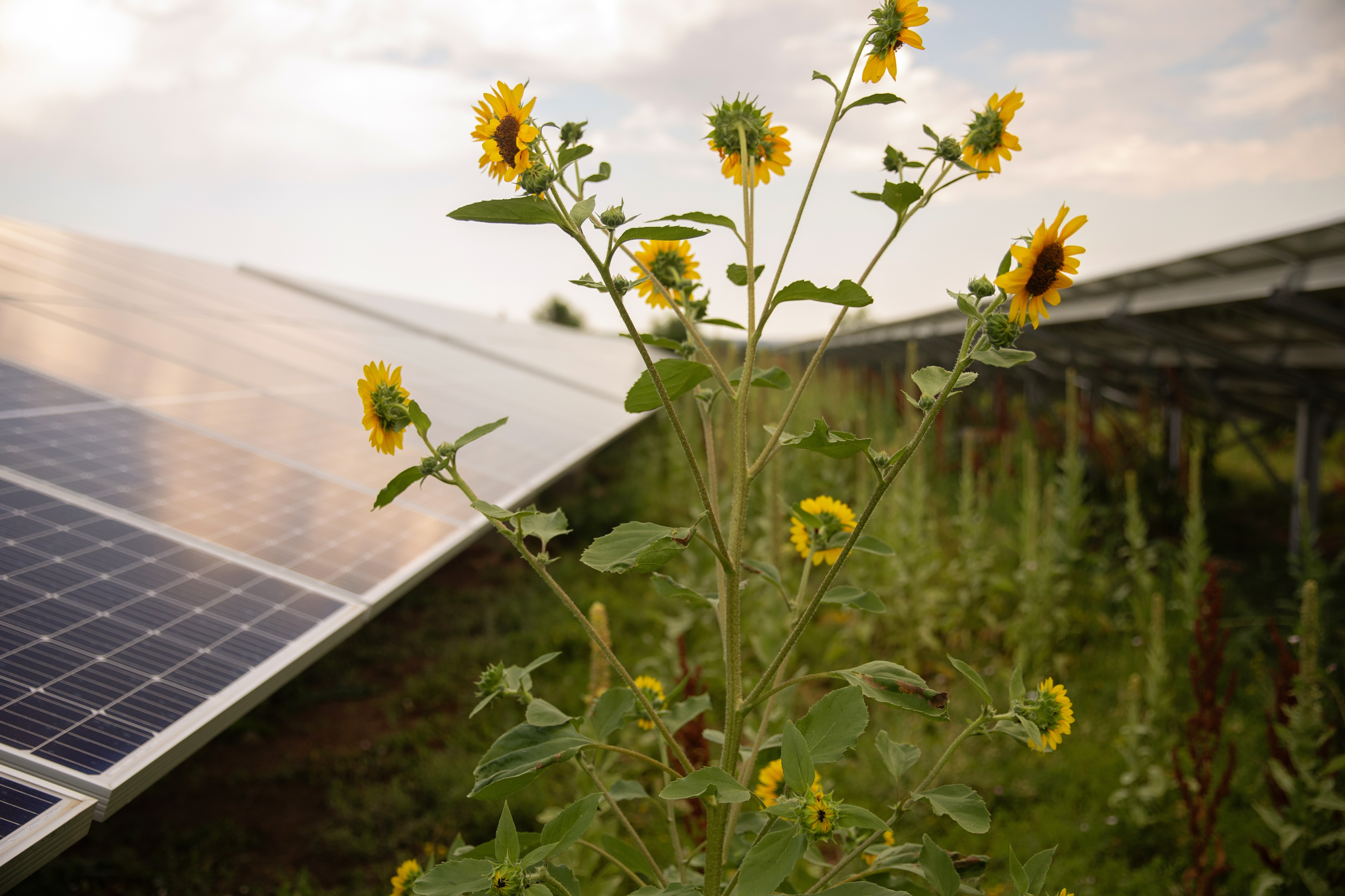 A farmer works on a row of plantings next to a solar panel array.