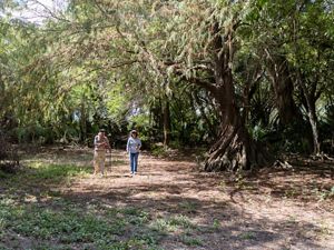 A massive tree with a twisted trunk casts shade over a man and woman walking.