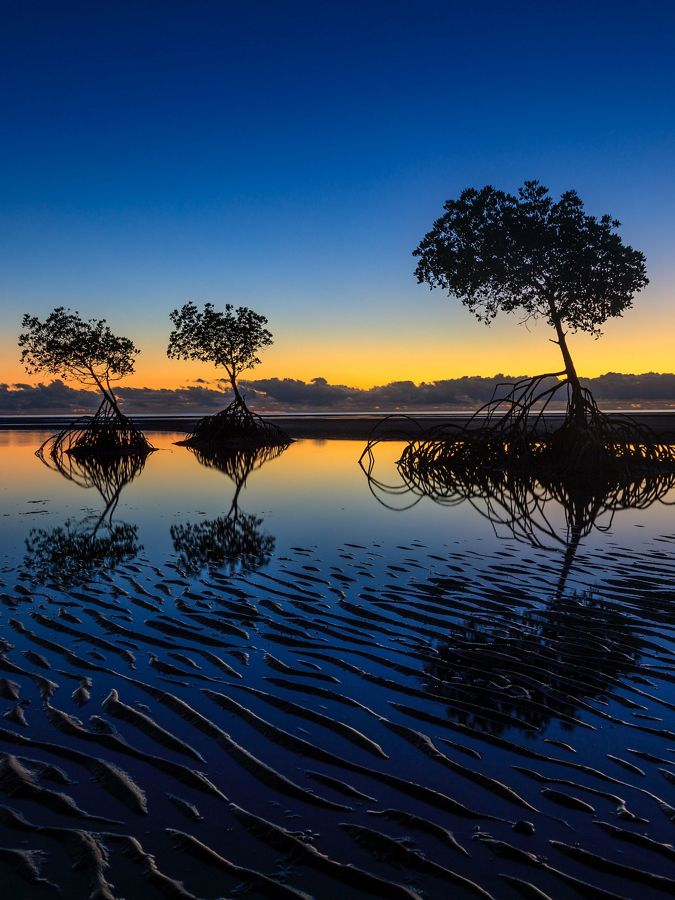 Mangrove trees on a wet beach with a low sun.