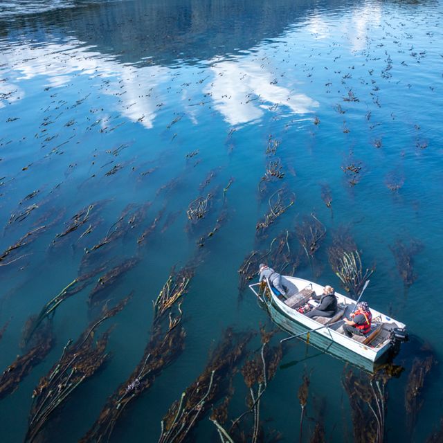 People in a boat harvesting kelp from the ocean.