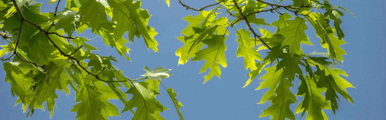 oak leaves