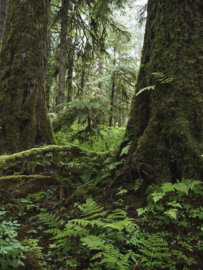 Rainforest with ferns and moss-covered tree trunks.