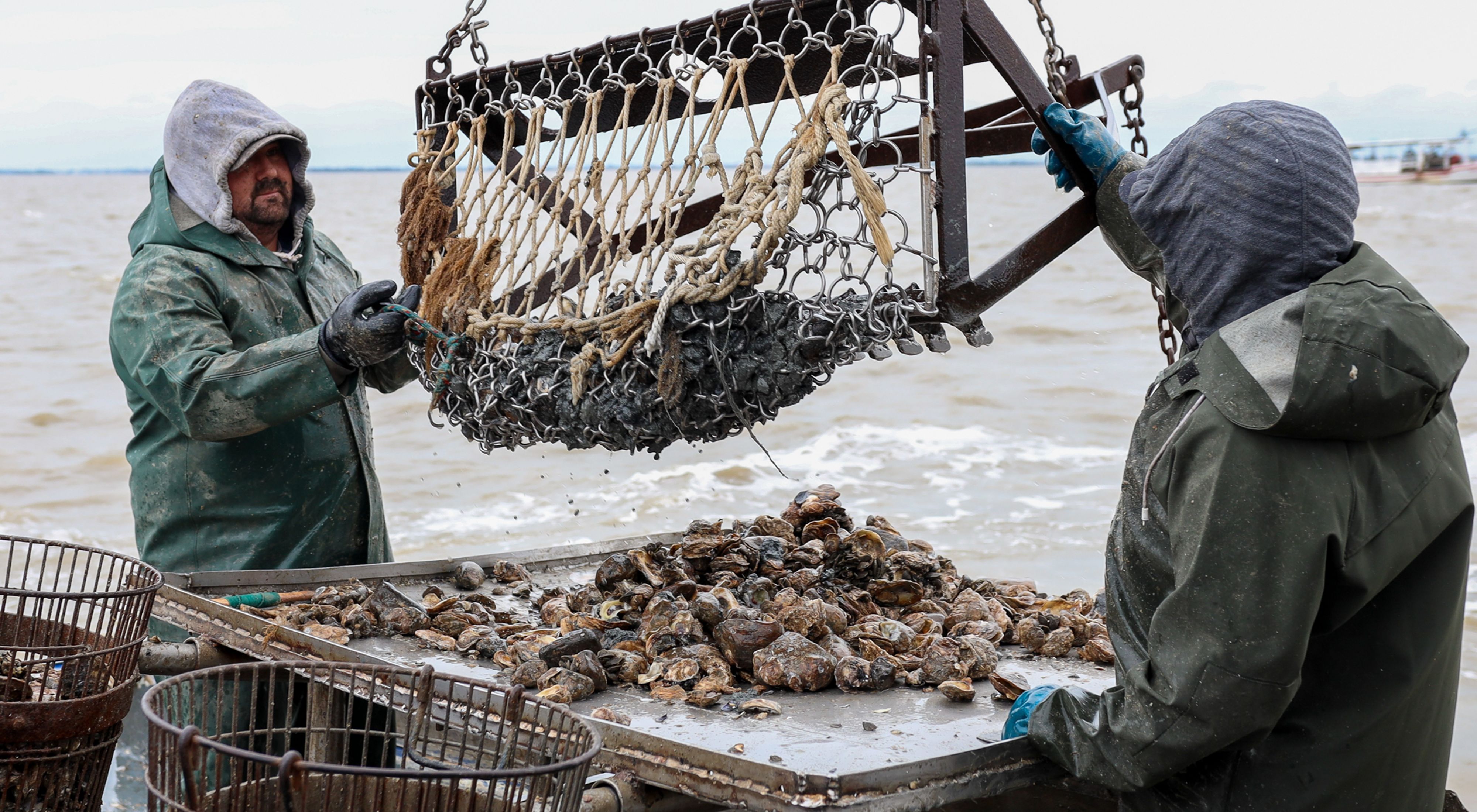 Two men stand on a boat on the ocean using a machine to draw oysters out of the water.