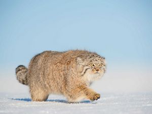 Pallas cat in the snow.